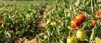Un champ de tomates à maturité
