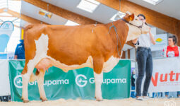 Une vache Montbéliarde en présentation lors d'un concours bovin
