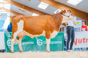 Une vache Montbéliarde en présentation lors d'un concours bovin