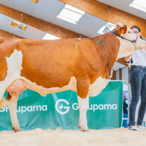 Une vache Montbéliarde en présentation lors d'un concours bovin