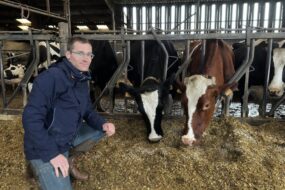éleveur devant ses vaches dans un bâtiment