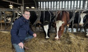 éleveur devant ses vaches dans un bâtiment