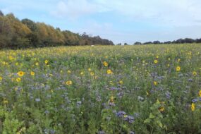 fleurs d’octobre dans un couvert expérimental