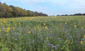 fleurs d’octobre dans un couvert expérimental