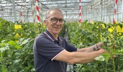 Une personne avec des plants de tomates