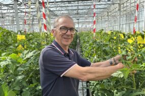 Une personne avec des plants de tomates
