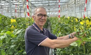 Une personne avec des plants de tomates