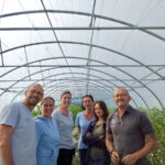 Des maraîchers dans une serre de tomates