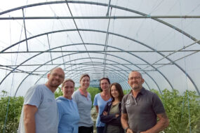 Des maraîchers dans une serre de tomates