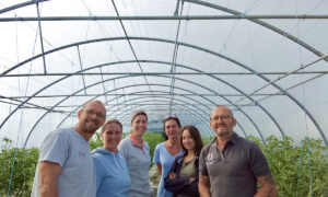Des maraîchers dans une serre de tomates