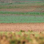 Vue sur des champs cultivés
