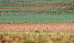 Vue sur des champs cultivés