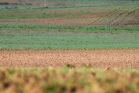 Vue sur des champs cultivés