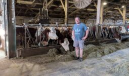 Un éleveur en short dans une étable équipé d'un ventilateur et abritant un troupeau de vaches de race Montbéliarde nourries au foin à l'auge
