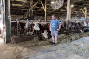 Un éleveur en short dans une étable équipé d'un ventilateur et abritant un troupeau de vaches de race Montbéliarde nourries au foin à l'auge