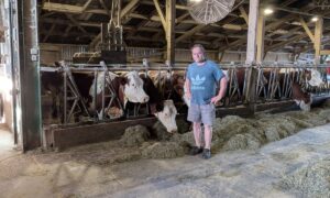 Un éleveur en short dans une étable équipé d'un ventilateur et abritant un troupeau de vaches de race Montbéliarde nourries au foin à l'auge