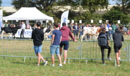 Des bovins défilent avec des jeunes