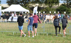 Des bovins défilent avec des jeunes