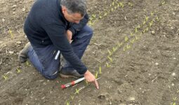 Un homme accroupi dans un champ en train d'observer des jeunes pousses
