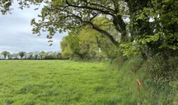 Une prairie bordée d'une haie d'arbre