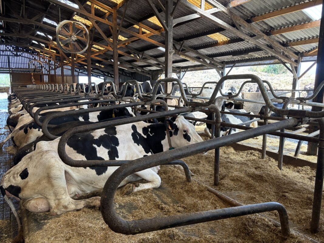 Une vache dans une logette