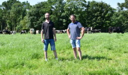 Deux hommes devant des vaches qui pâturent