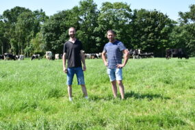 Deux hommes devant des vaches qui pâturent