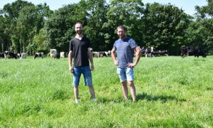 Deux hommes devant des vaches qui pâturent