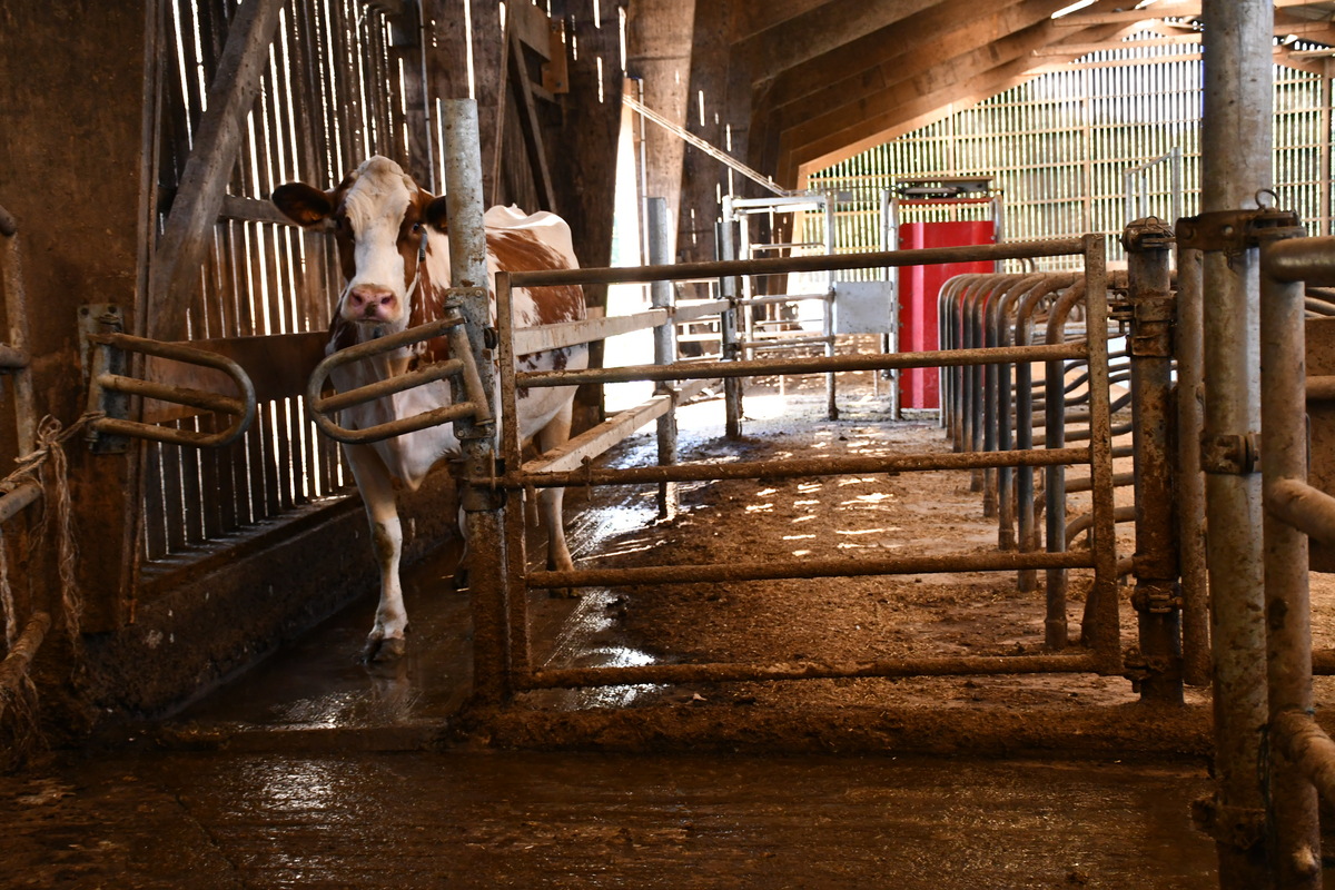 une vache retourne en stabulation dans un couloir avec la porte de pâturage dans le fond
