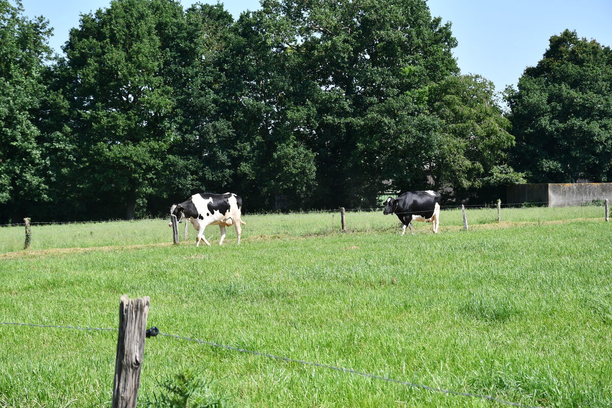 des vaches au pâturage