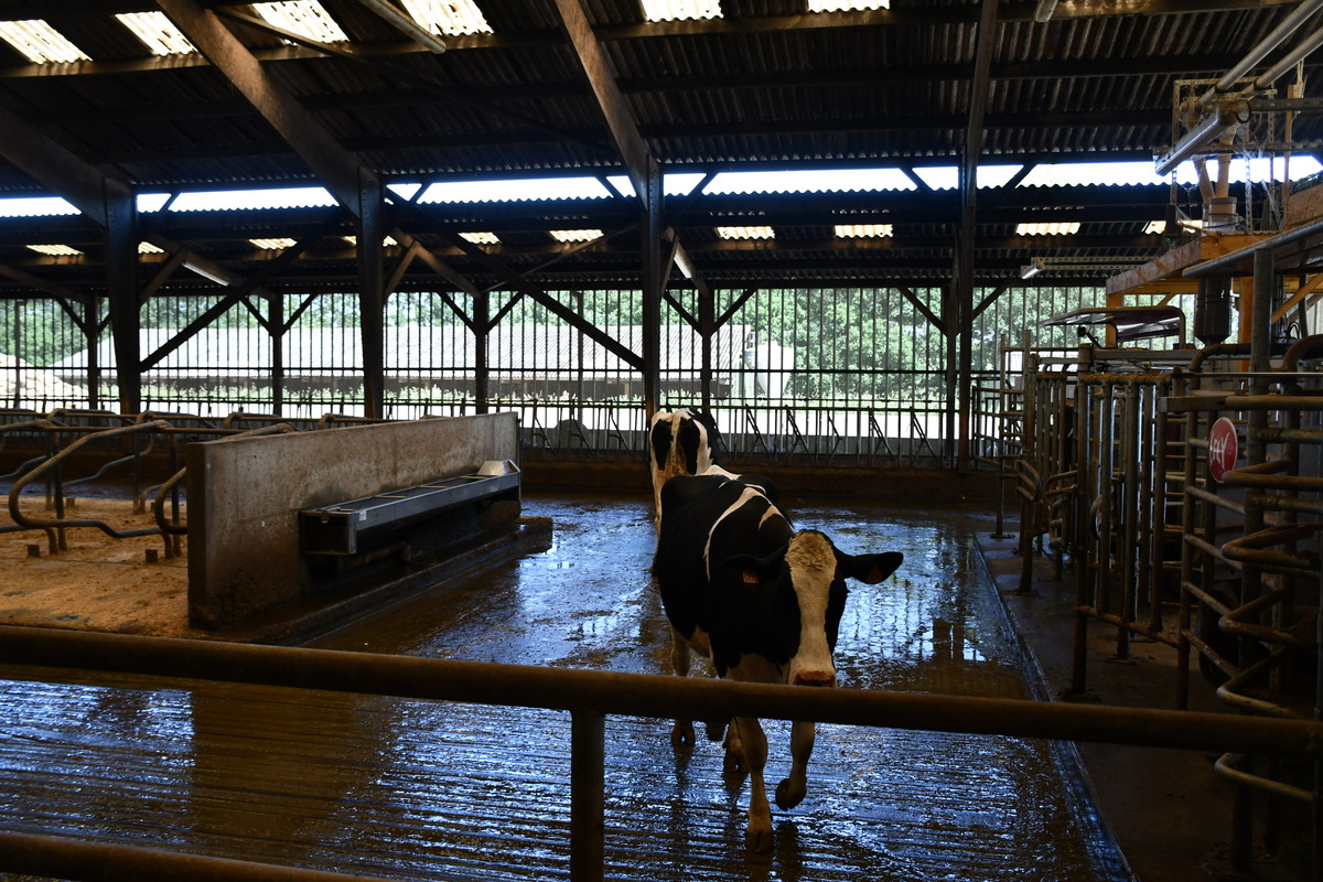 Vaches en stabulation