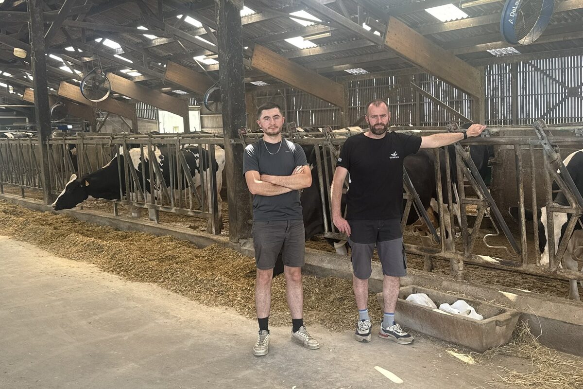 Deux hommes devant la table d'alimentation avec cornadis dans un bâtiment d'élevage abritant des vaches de race Prim'Holstein - Illustration Faire du lait sans concentré de production