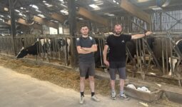 Deux hommes devant la table d'alimentation avec cornadis dans un bâtiment d'élevage abritant des vaches de race Prim'Holstein