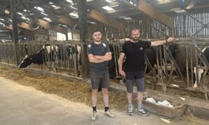 Deux hommes devant la table d'alimentation avec cornadis dans un bâtiment d'élevage abritant des vaches de race Prim'Holstein