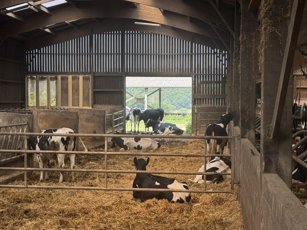 Les vaches taries profitent à la fois d'une aire bien paillée et d'un accès à une prairie