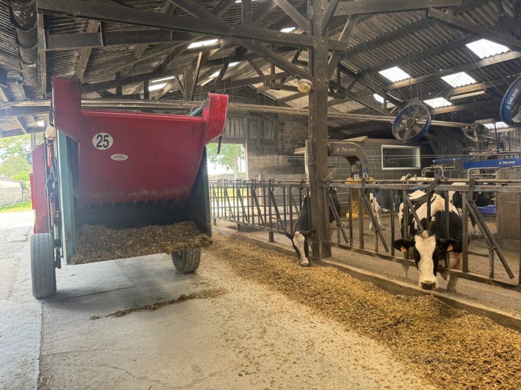 L'arrière d'une désileuse pailleuse devant l'auge remplie de maïs ensilage dans une étable peuplée de vaches de race Holstein