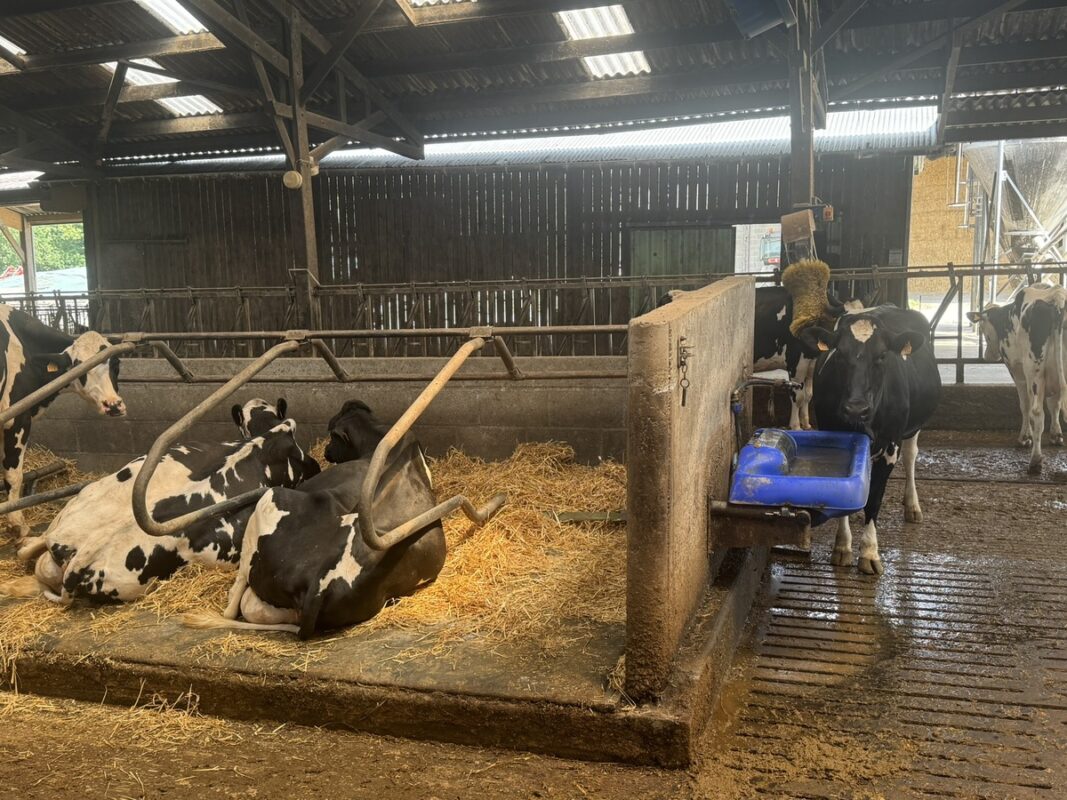 Des vaches de race Holstein dans une étable