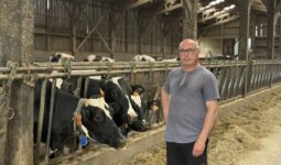 Un éleveur devant la table d'alimentation fréquentée par des vaches de race Holstein
