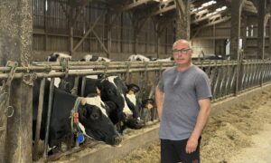 Un éleveur devant la table d'alimentation fréquentée par des vaches de race Holstein
