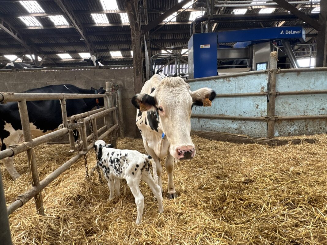 Une vache de race Holstein avec son veau nouveau-né dans une logette paillée