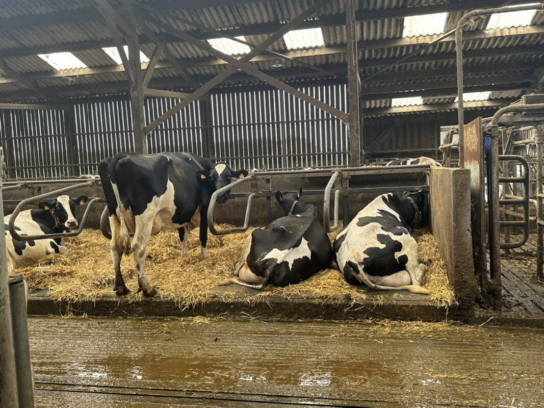 Des vaches de race Holstein dans des logettes paillées