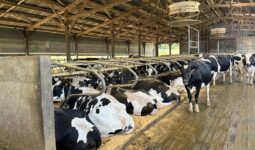 Des vaches de race Holstein dans une étable à logettes sur sable