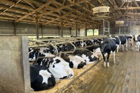 Des vaches de race Holstein dans une étable à logettes sur sable