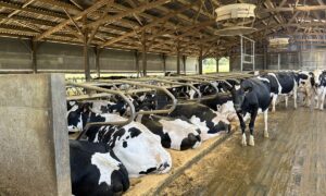 Des vaches de race Holstein dans une étable à logettes sur sable