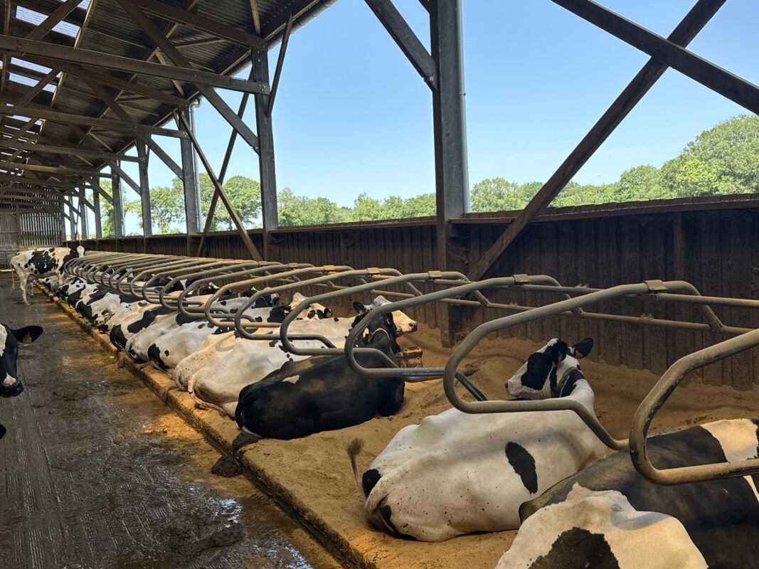 Des vaches de race Holstein dans des logettes sur sable