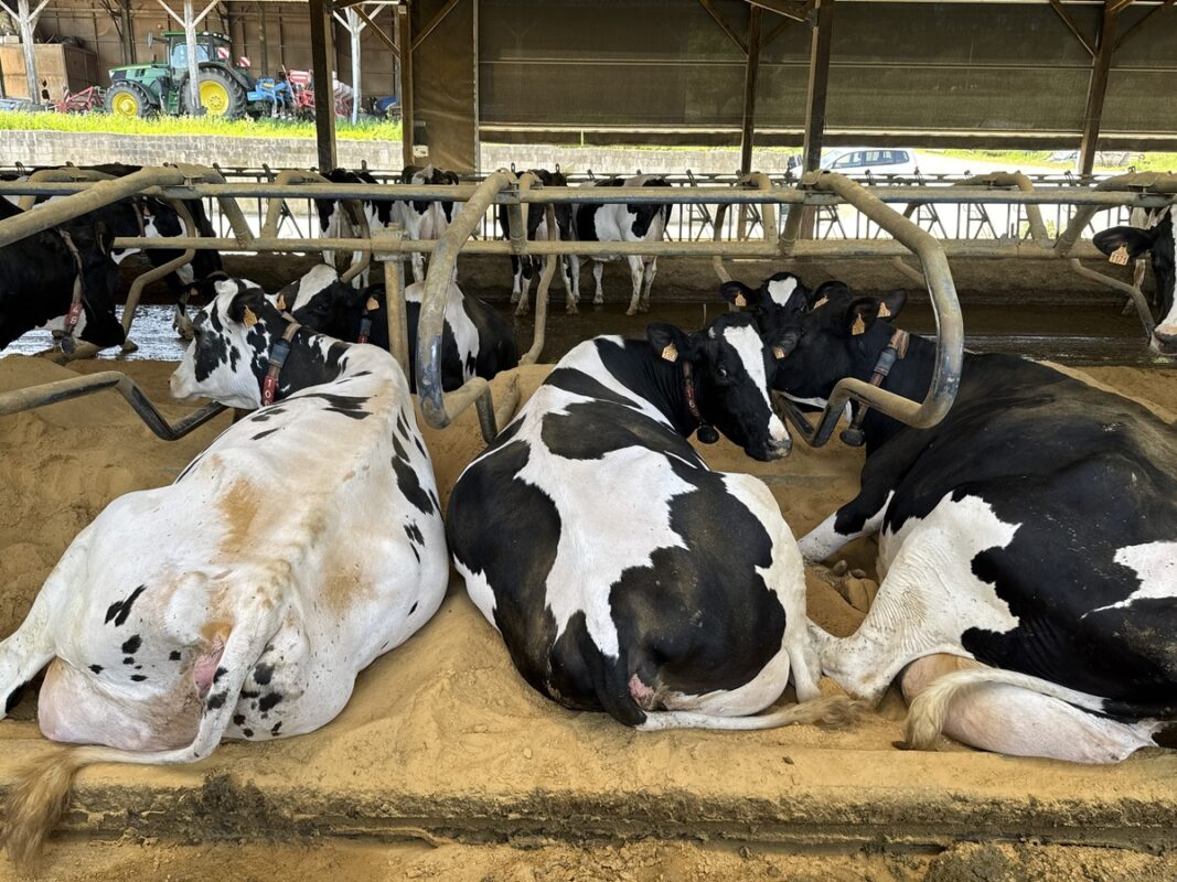 Les vaches sont confortablement installées en logettes sur sable