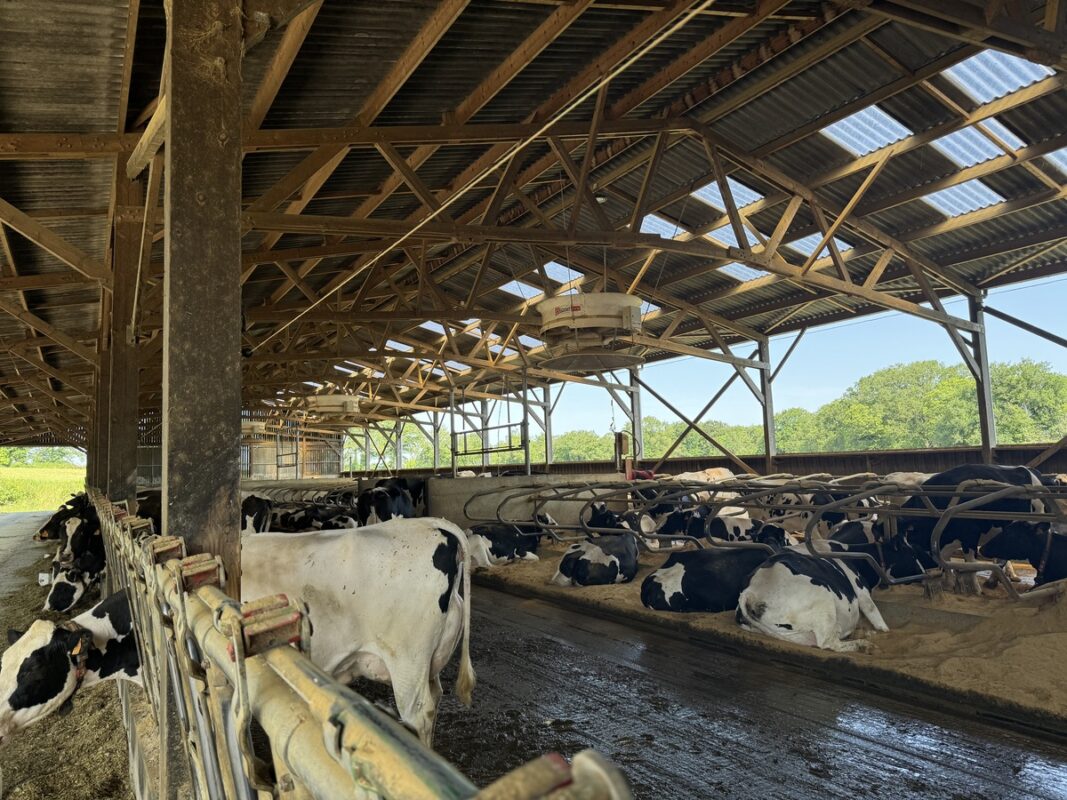 Aperçcu d'une étable abritant des vaches de race Holstein