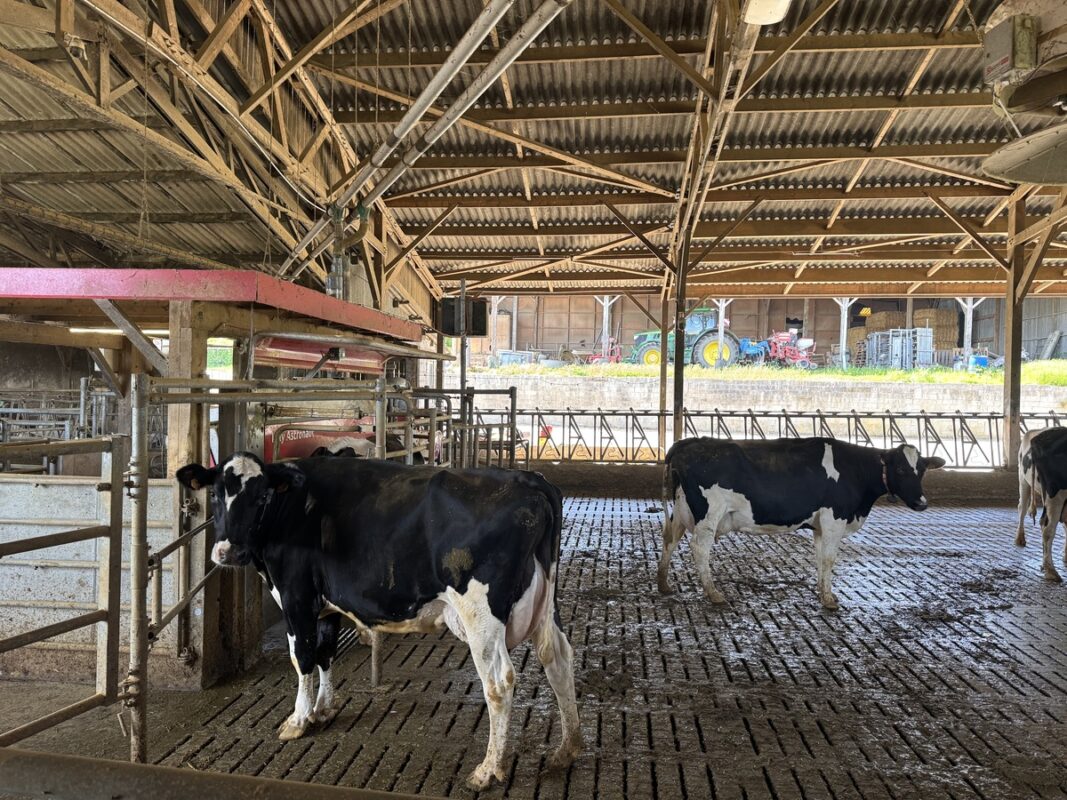 Des vaches Holstein devant un robot de traite sur une aire en caillebotis
