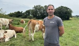 Un homme devant des vaches dans un champ