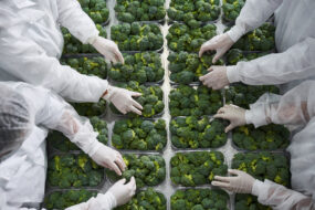 Une chaîne industrielle de tri de légumes industrie vue du dessus avec les légumes sur un tapis et des personnes qui trient